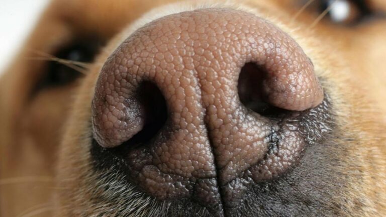 What causes sinus infection in dogs?