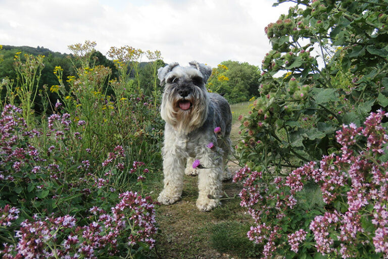 What climbing plants are not poisonous to dogs?