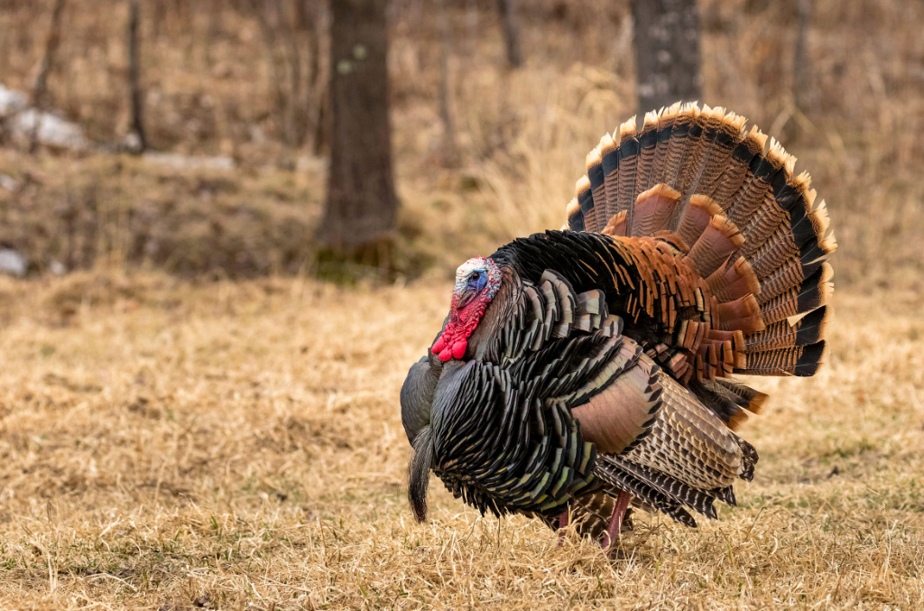 What color is the beard of a turkey?