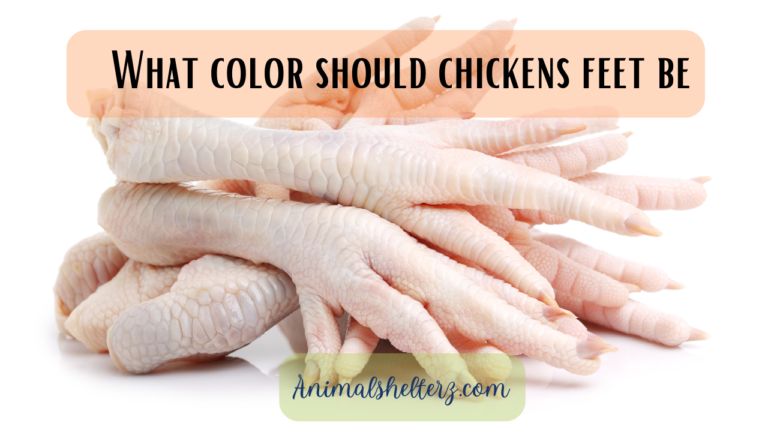 What color should chickens feet be?