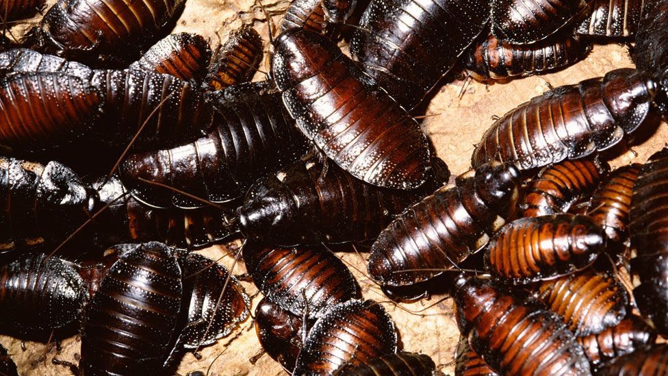 What do cockroaches hate?