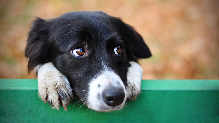 Best answer: What do dogs signify?