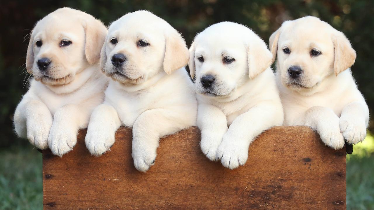 What do puppies inherit from their parents?