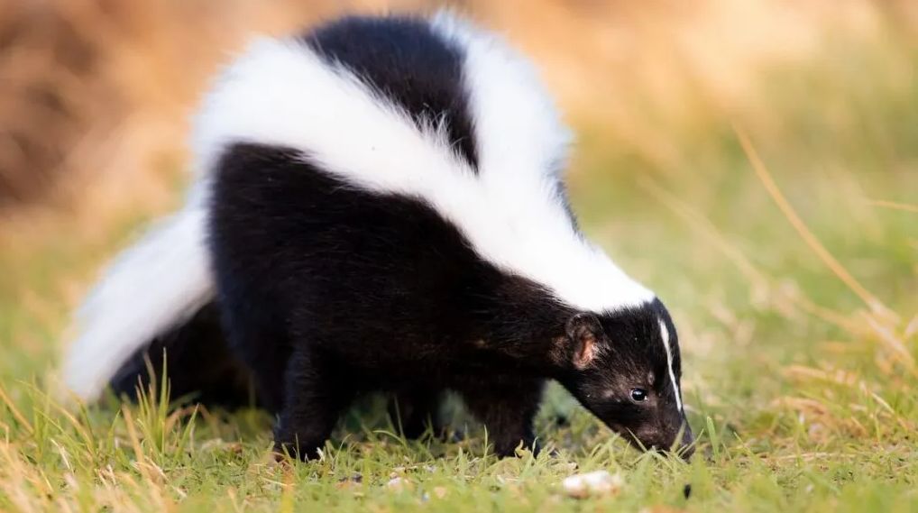 What do skunks hate the most?