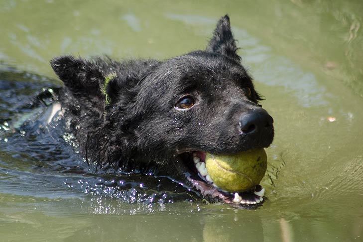 What do toxic algae do to dogs?