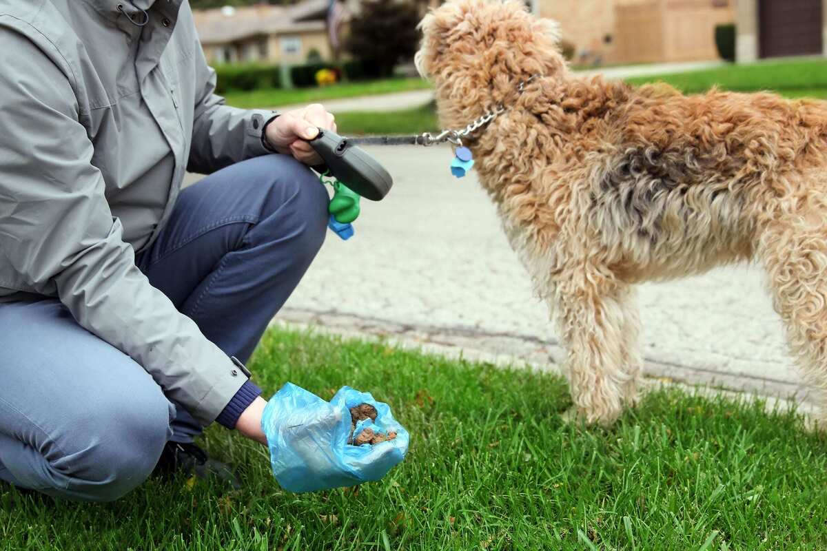 What do you do with dog poop in your garden?