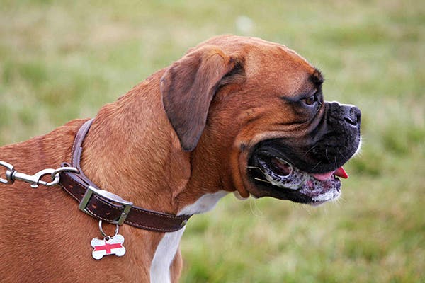 What Does A Chemical Burn Look Like On A Dog Animal Shelters