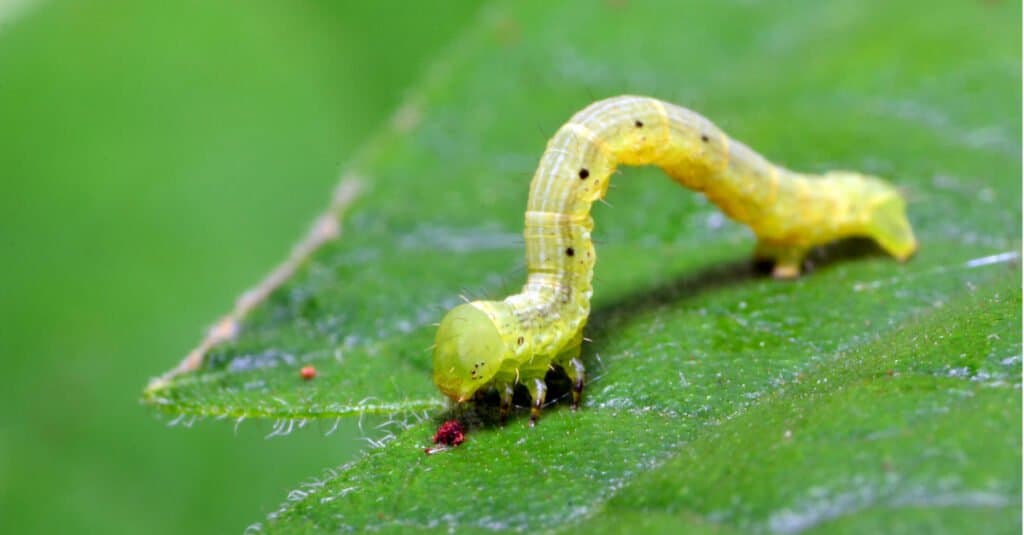 What does an inchworm symbolize?