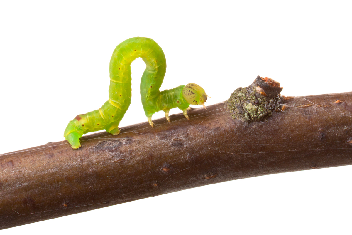 What does an inchworm turn into?