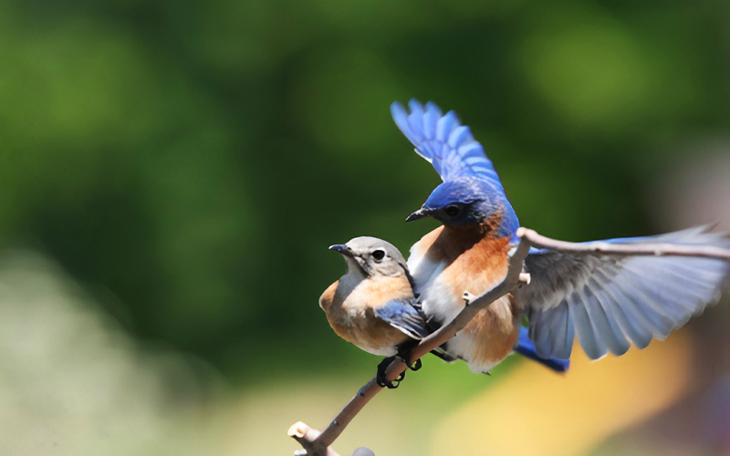 What does birds mating look like?