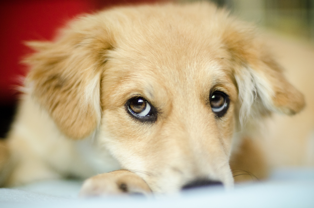 What does it mean to have puppy dog eyes?