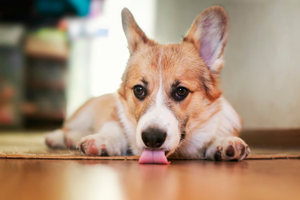 What does it mean when a dog licks the floor?