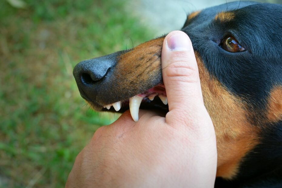 What does it mean when a dog nibbles at you?
