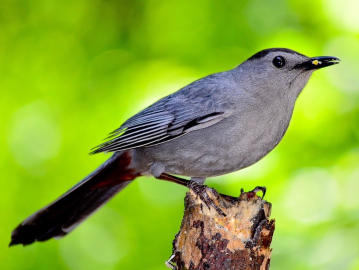 What does it mean when you see a GREY Catbird?