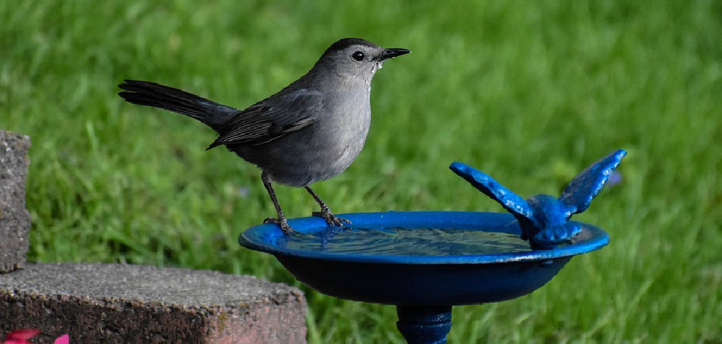 What does it mean when you see a catbird?