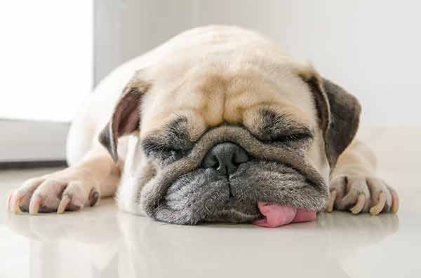 What does it mean when your dog starts snoring?