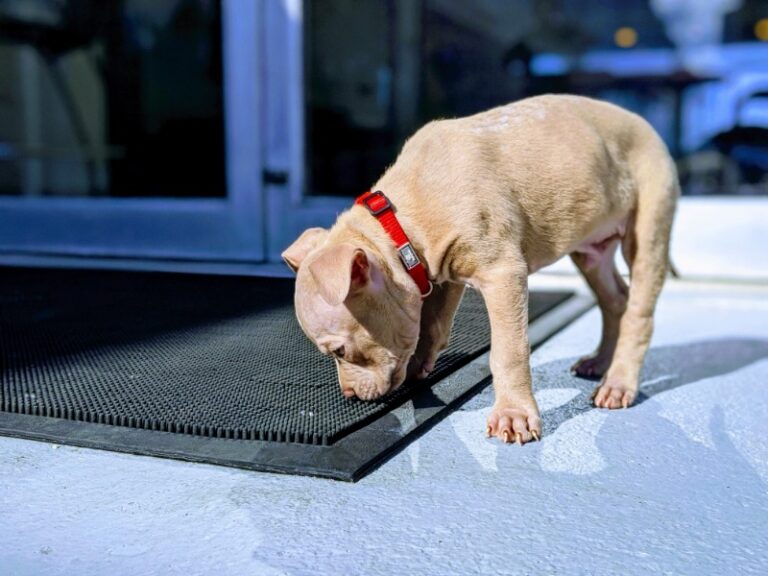 What does it mean when your dog’s poop is crumbly?