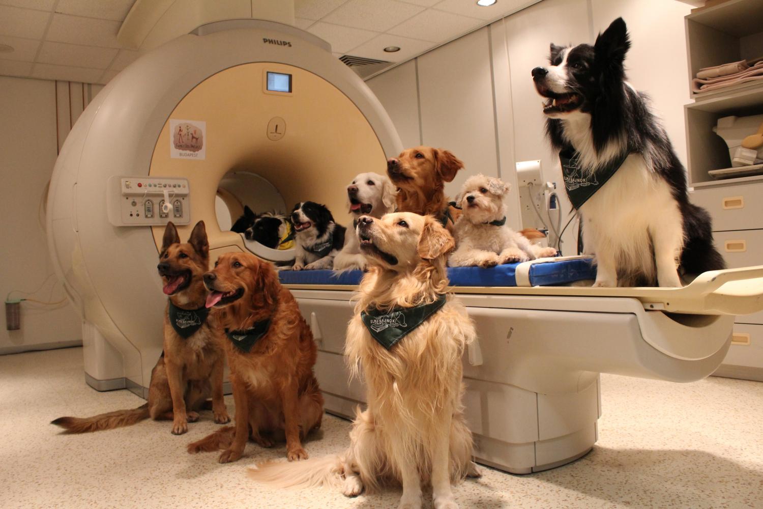 What does the right side of a dogs brain control?
