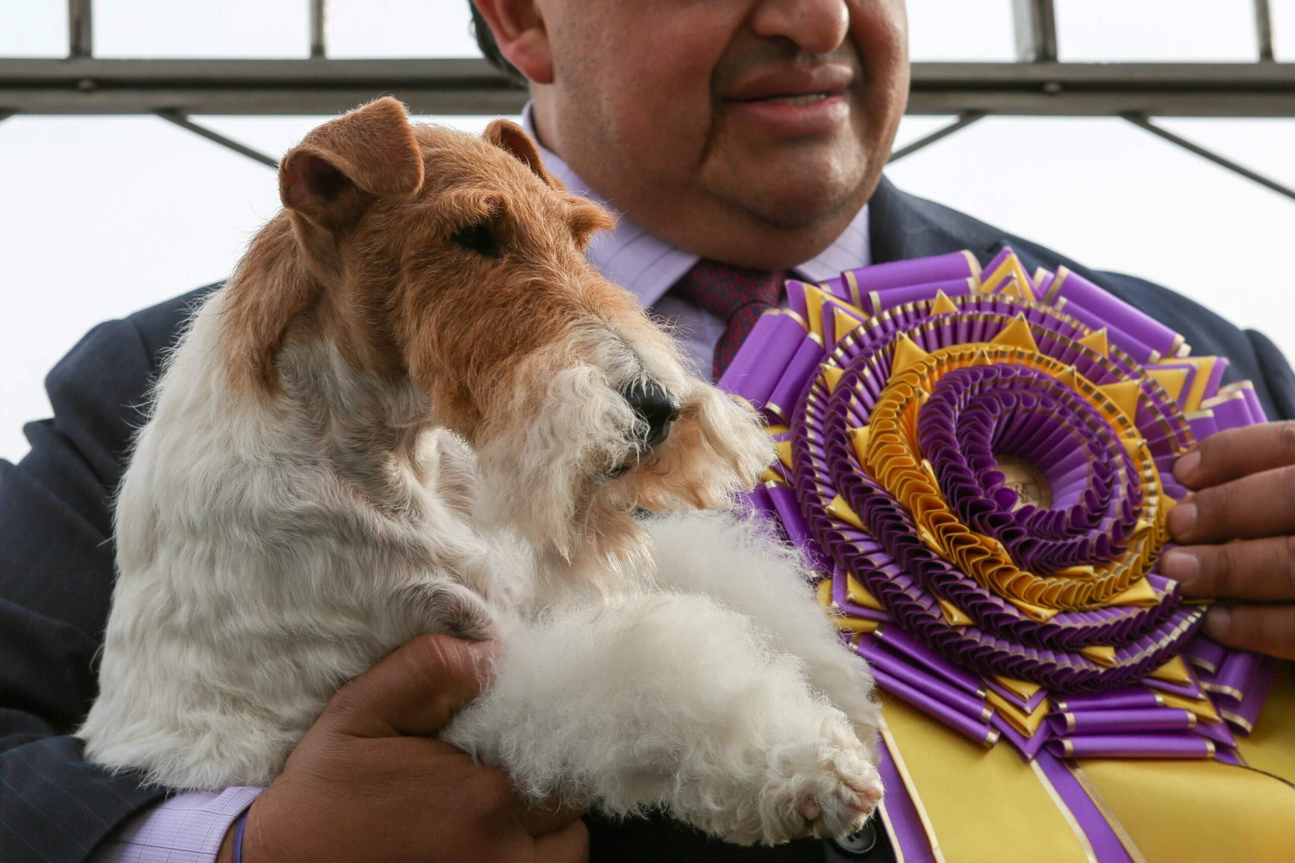 What dog breed has won the most Best in Show?
