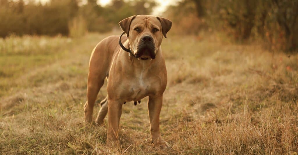 What dog breeds are too dangerous for your home?