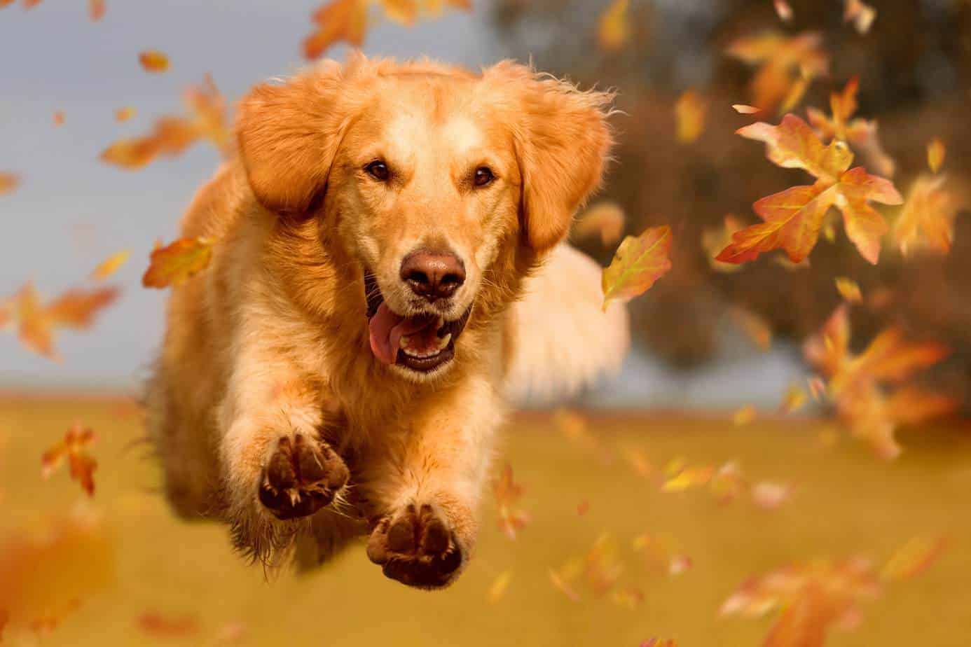 What dog gets along best with a Golden Retriever?