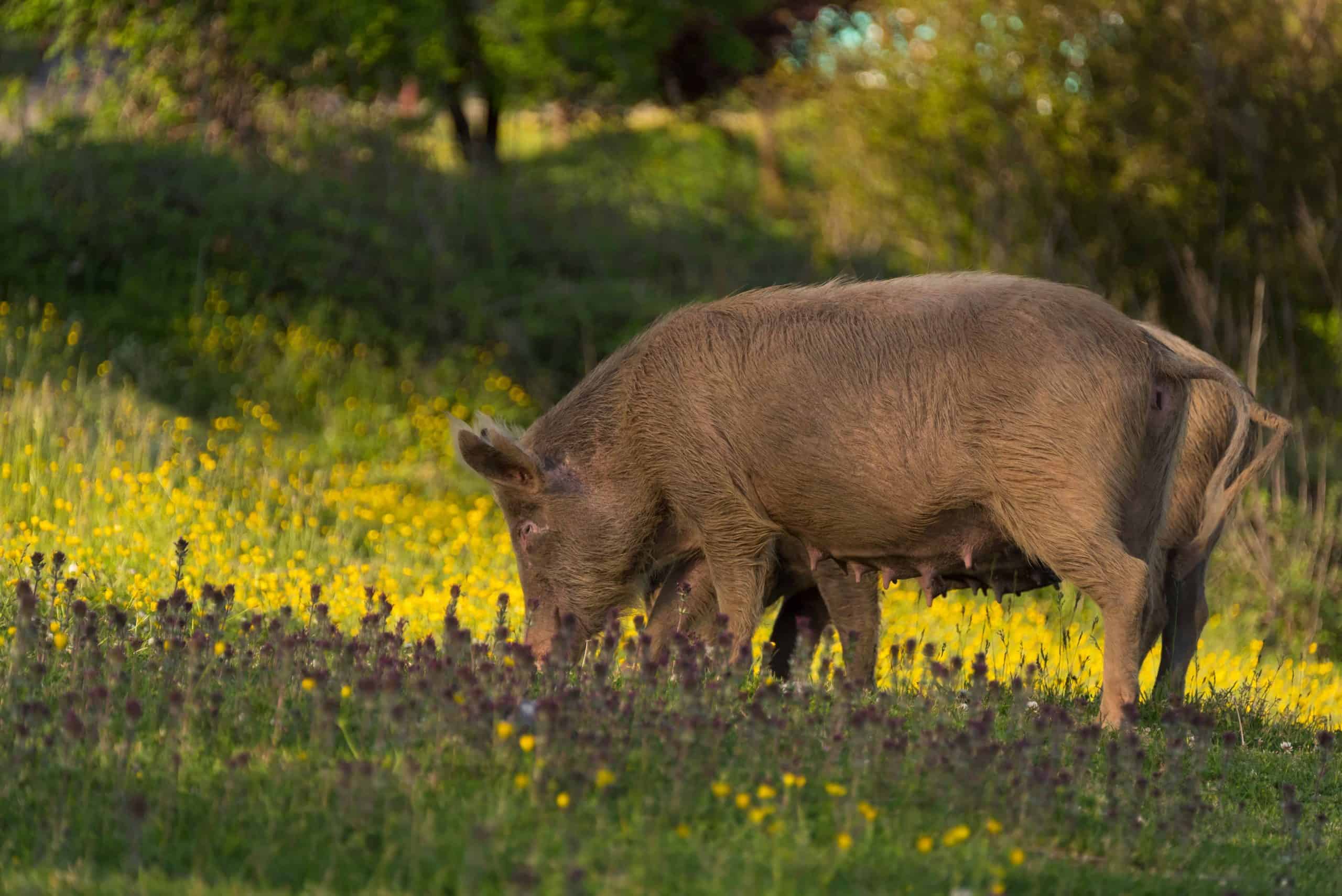 What foods are poisonous to pigs?