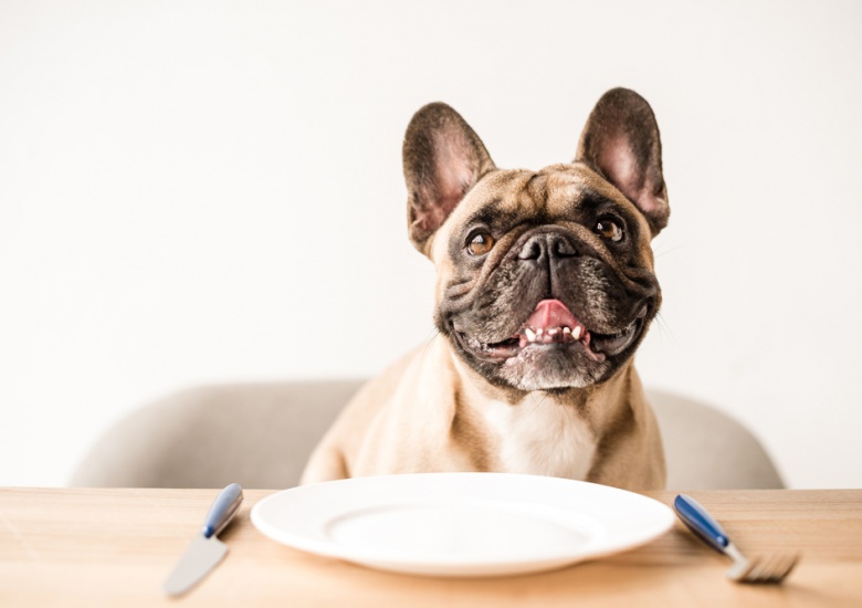 What foods are toxic to dogs?