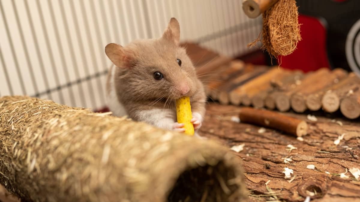What foods are toxic to rats?