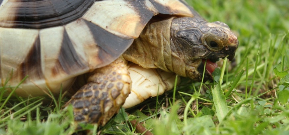 What foods can a desert tortoise eat?