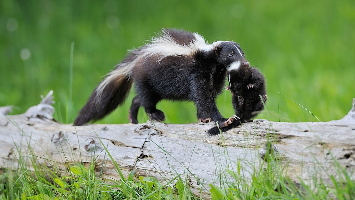 What foods can skunks not eat?