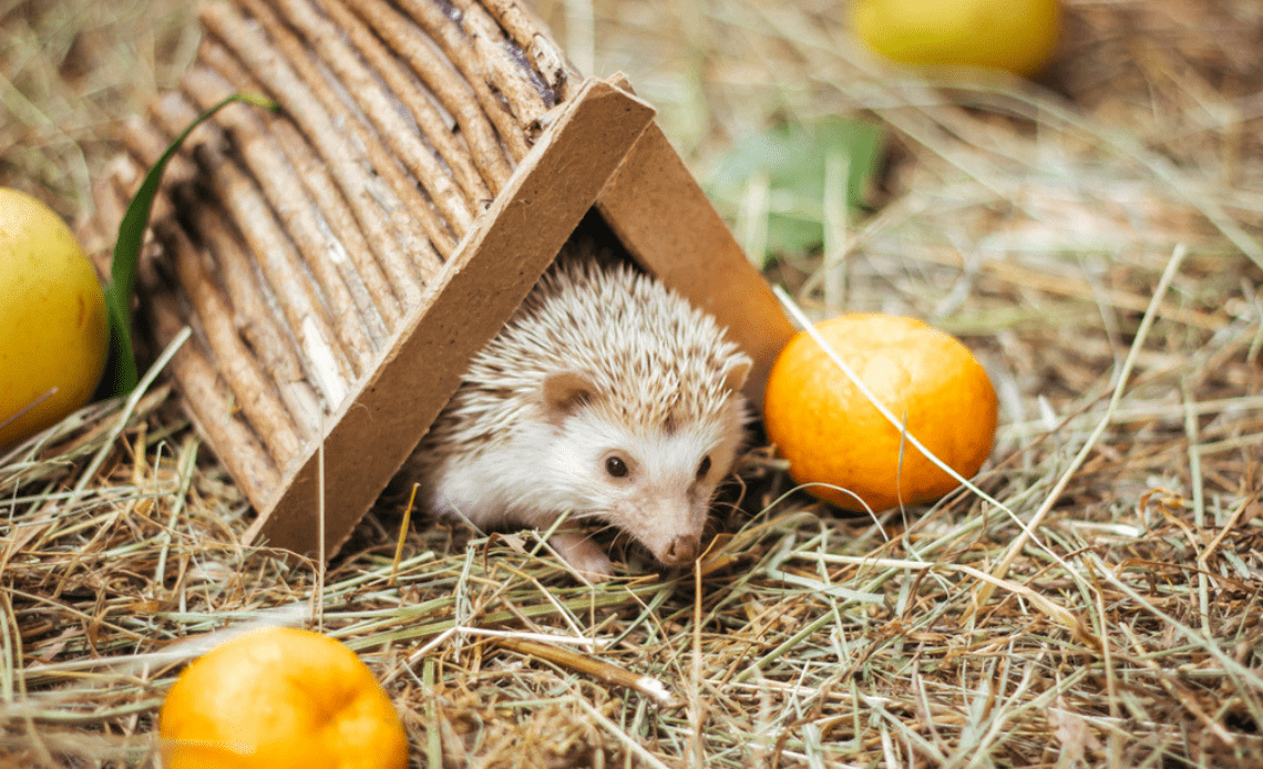 What fresh vegetables can hedgehogs eat?