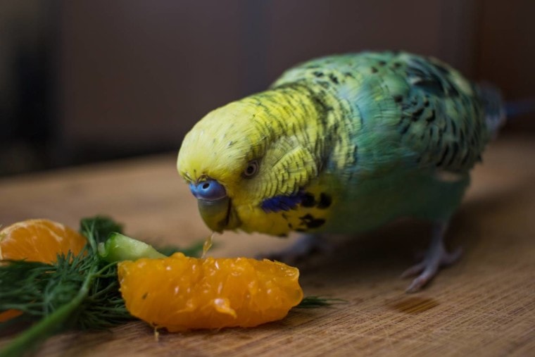 What fruits are safe for parakeets?