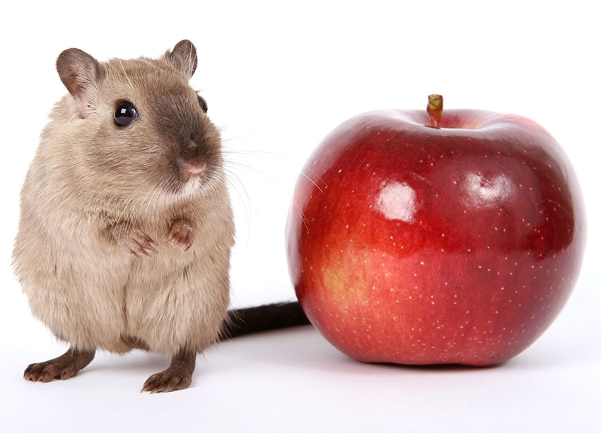 What fruits can gerbils eat?