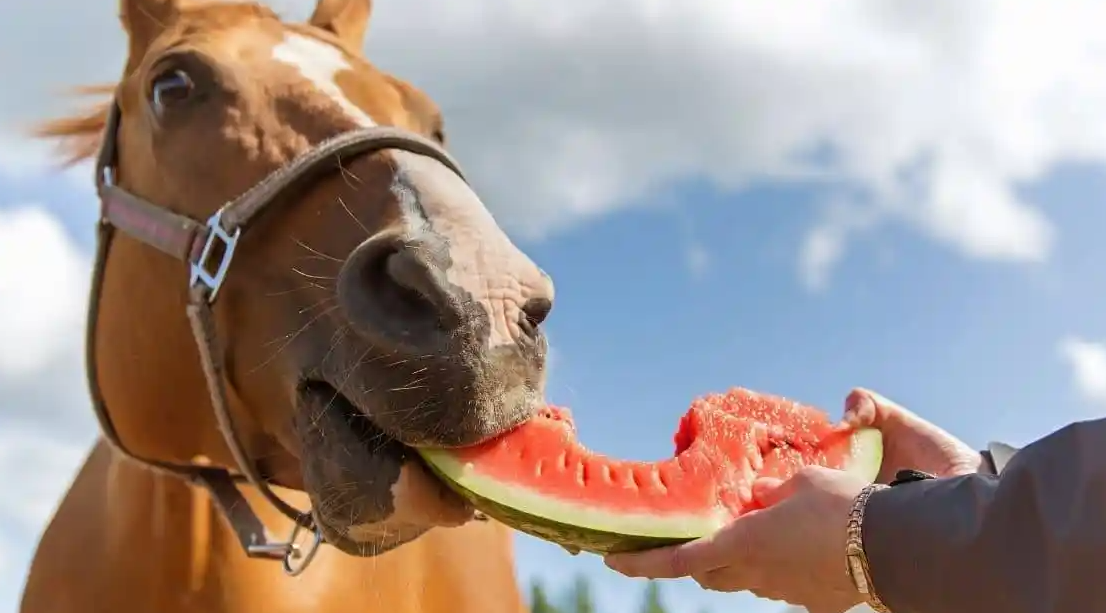 What fruits can horses not eat?