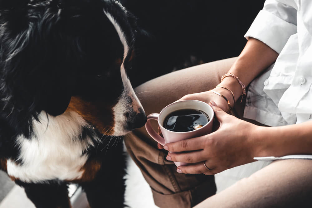 What happens if I give my dog coffee?