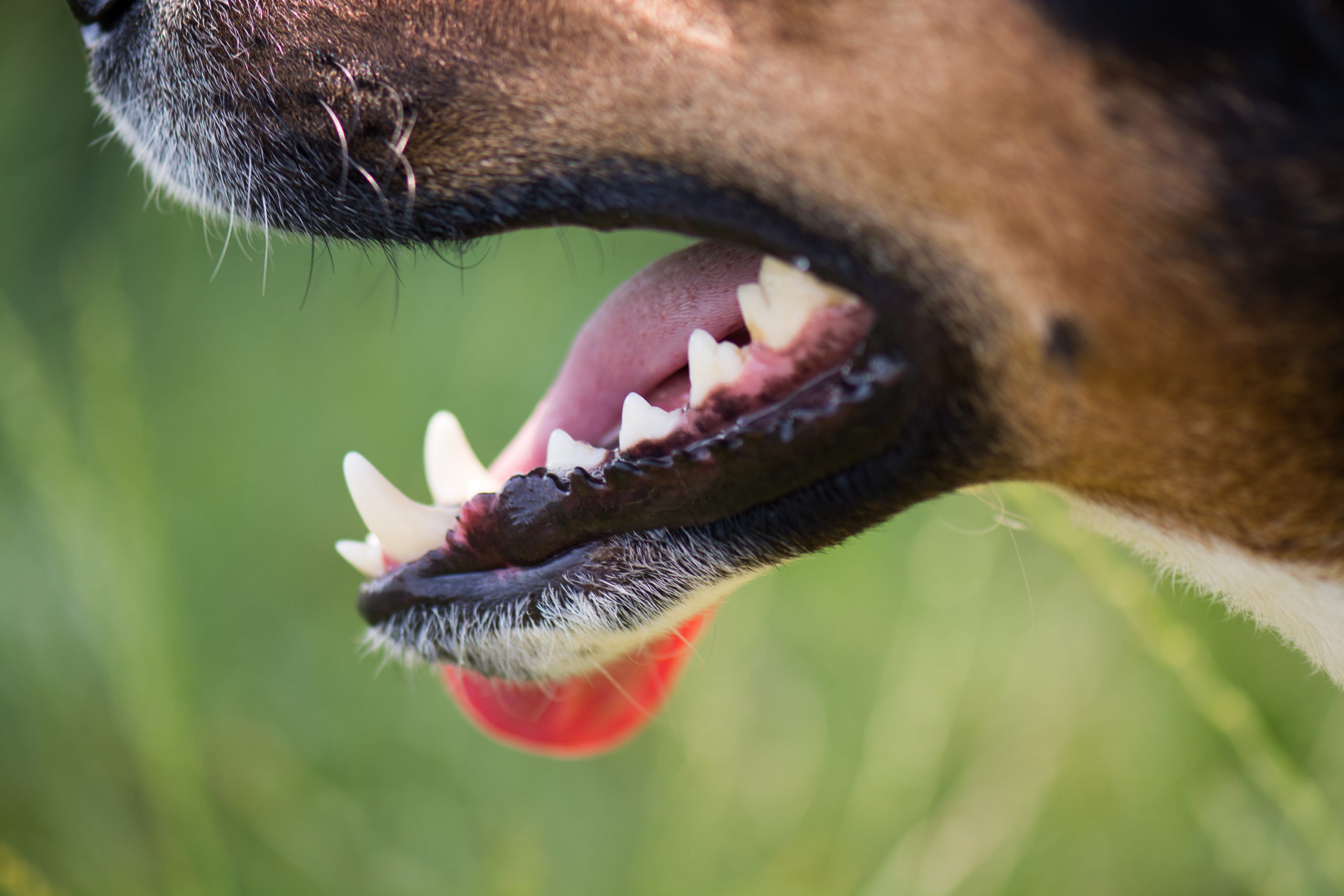 What happens if a dog cracks a tooth?