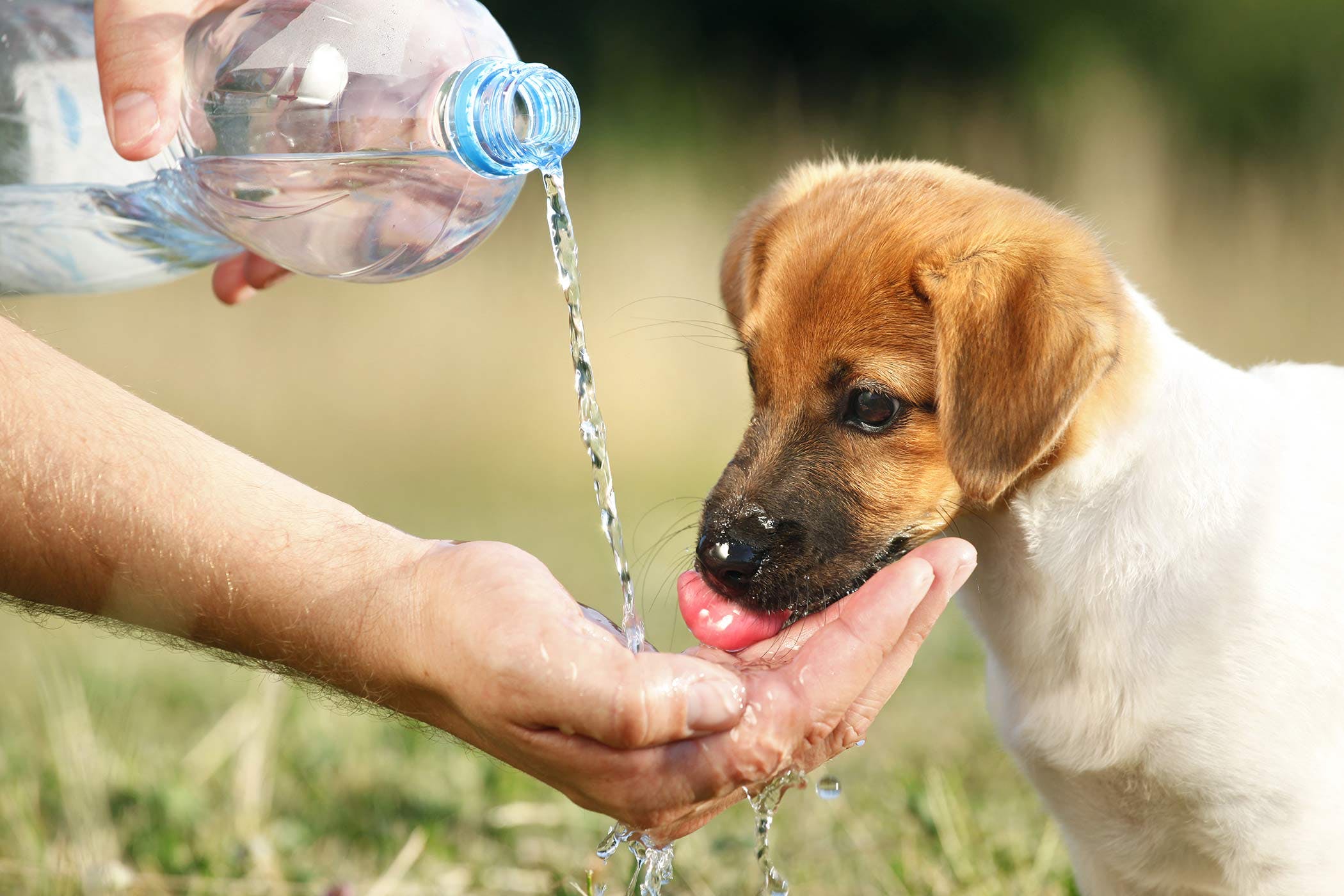 What happens if a dog drinks water before surgery?