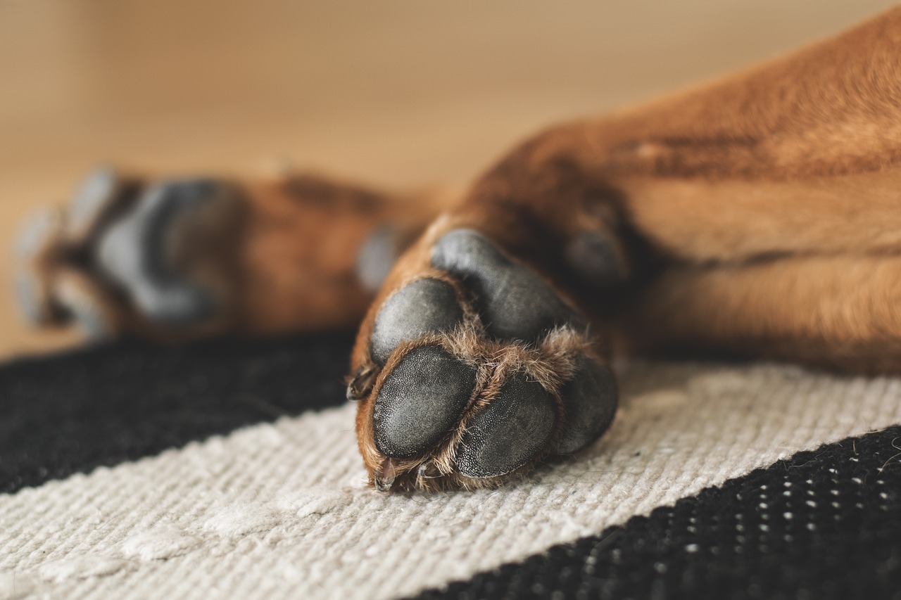 What happens if a dog’s nail gets ripped off?