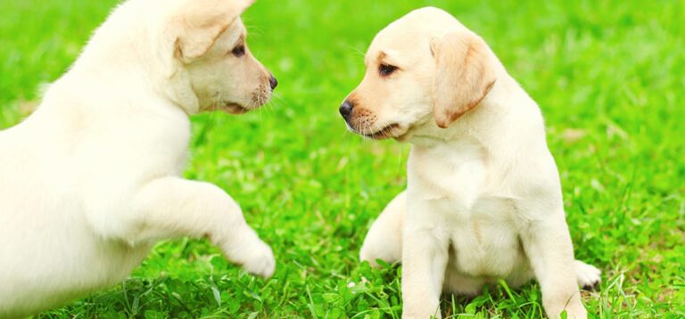 What happens if a male dog doesn’t mate?