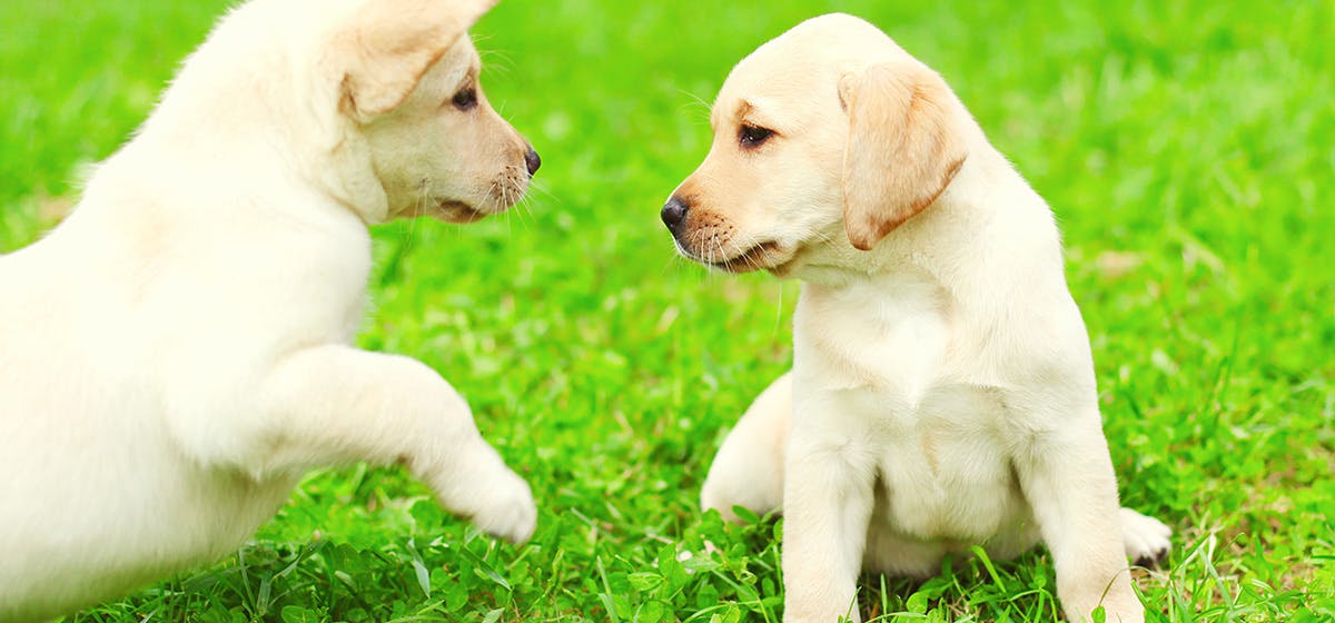 What happens if a male dog doesn’t mate?