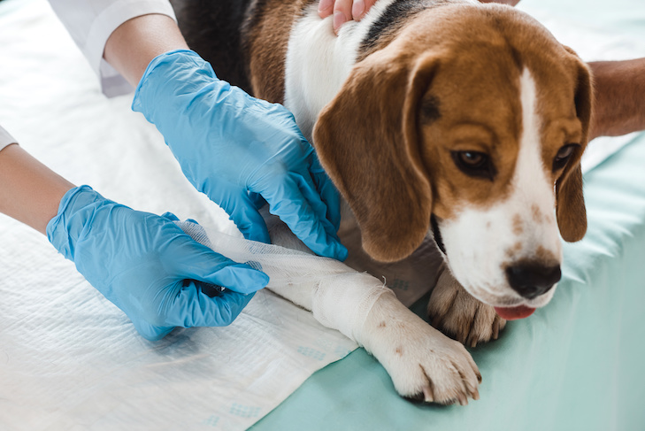 cropped image of veterinarian bandaging beagle paw in clinic