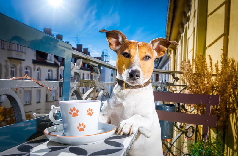 What happens if my dog drinks coffee?