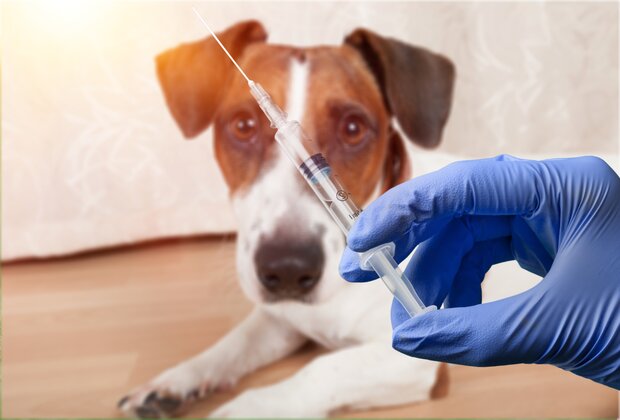 What happens if rabies vaccination is delayed?