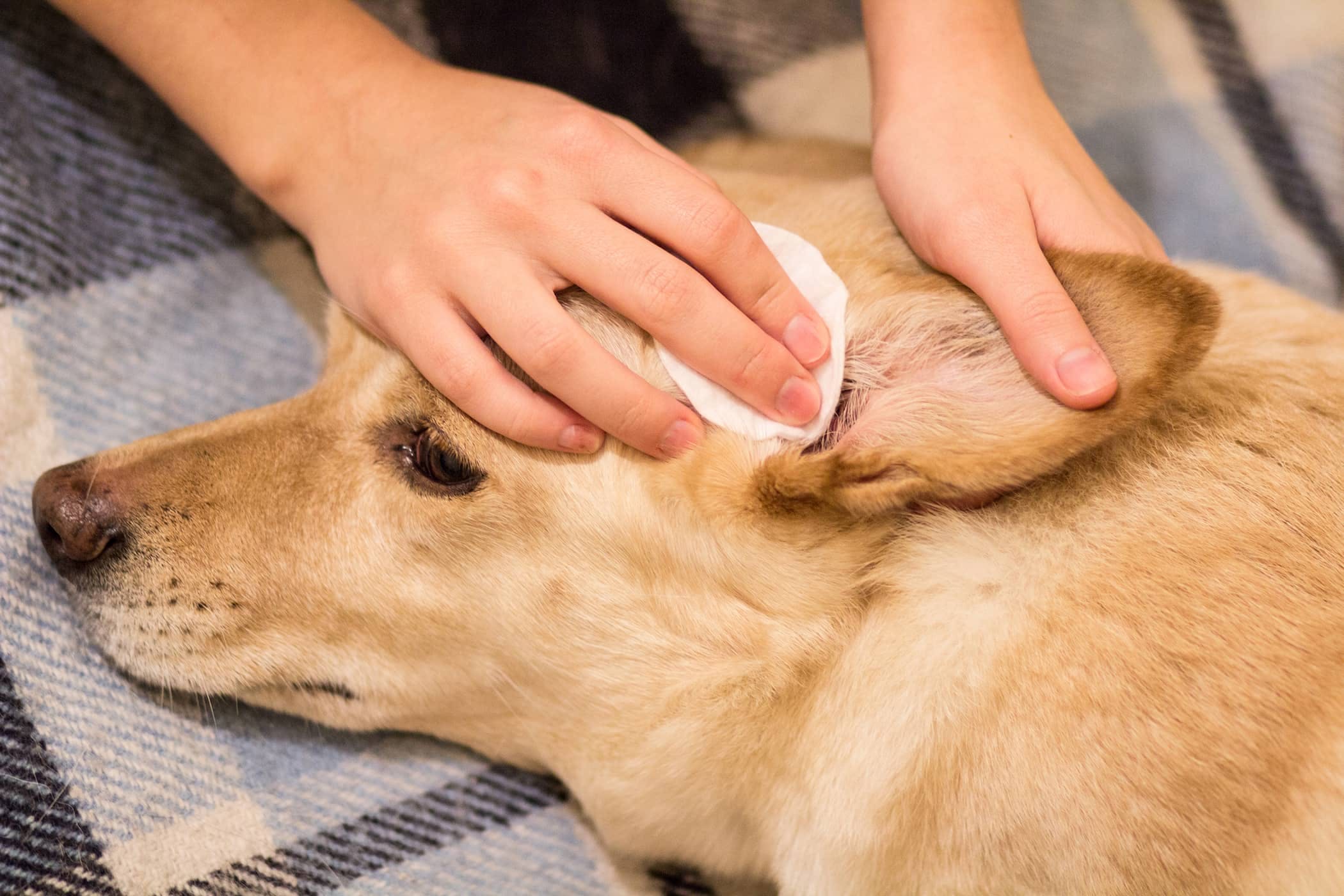 What happens if you let an ear infection go untreated in dogs?