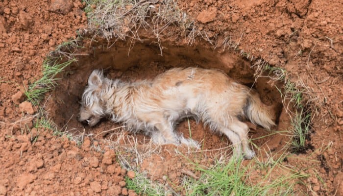 What happens to a dead dog's body?