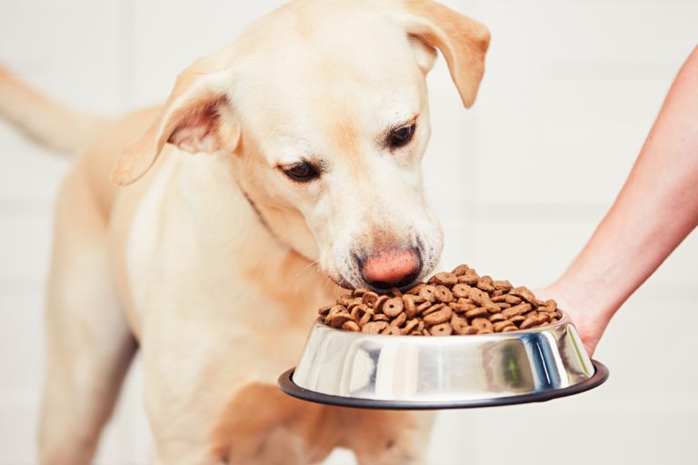 What human food can I feed my diabetic dog?