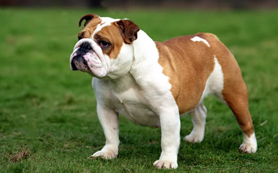 What is a English bulldogs IQ?