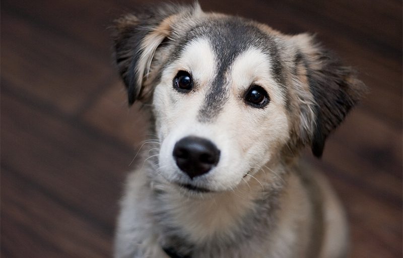 What is a Golden Retriever and Husky mix called?