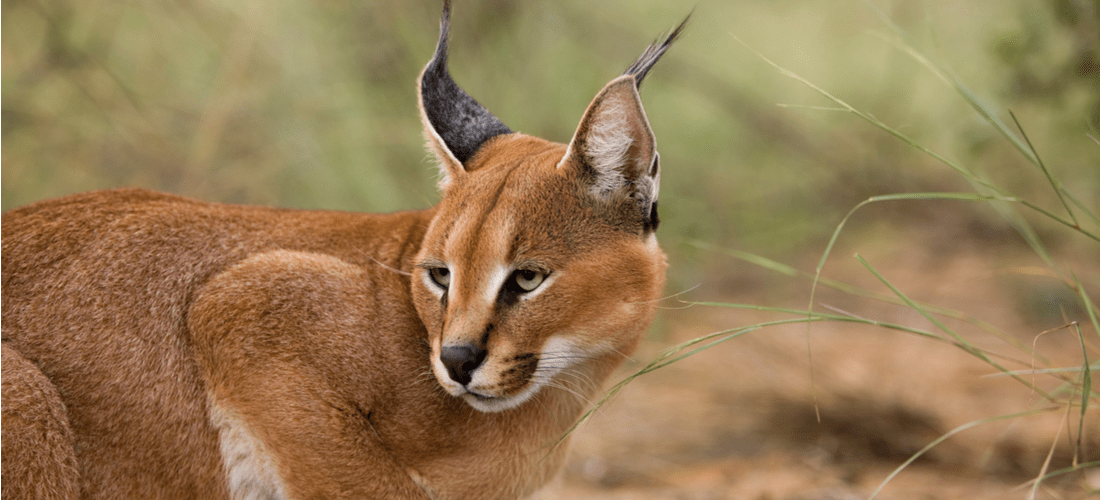 What is a caracals behavior?