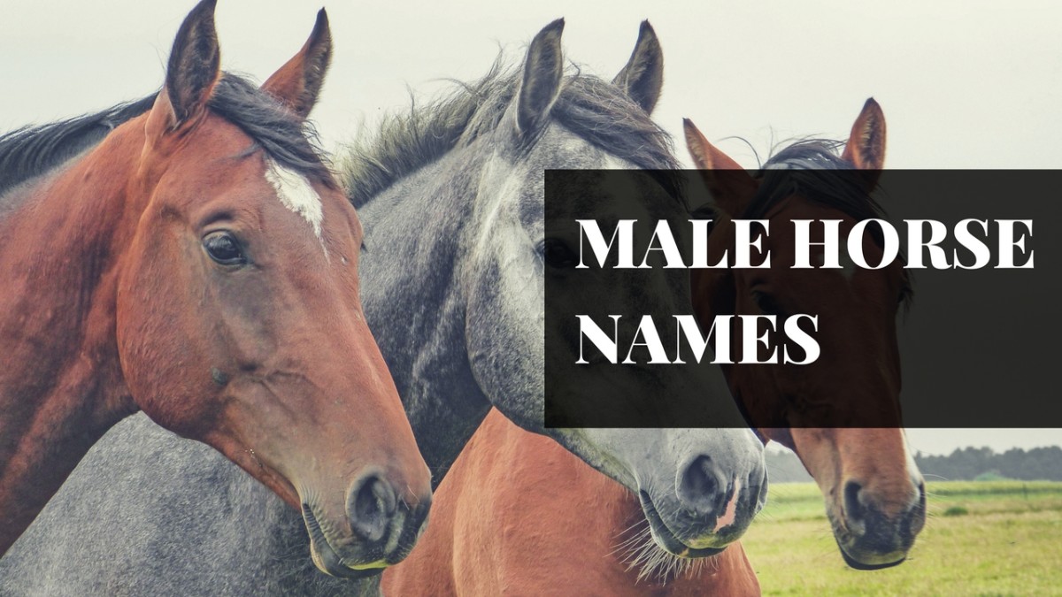 What is a good name for a male horse?